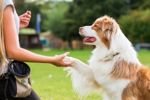 Training Tips for Multi-Dog Households