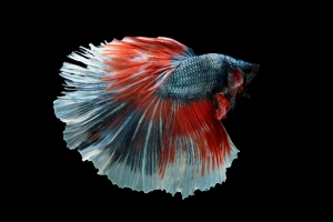 Premium Quality Betta Fish Premium Quality Betta Fish